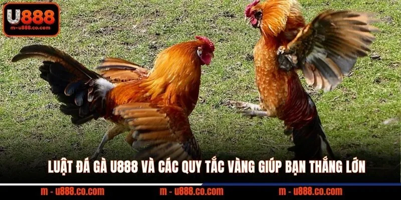 Luật Đá Gà U888 và các quy tắc vàng giúp bạn thắng lớn