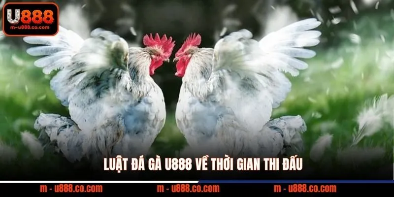 Luật đá gà U888 về thời gian thi đấu