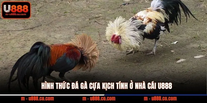 Hình thức đá gà cựa kịch tính ở nhà cái U888