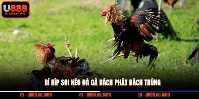 Bí kíp soi kèo đá gà bách phát bách trúng