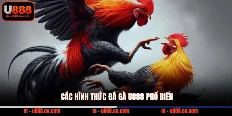 Các hình thức đá gà U888 phổ biến