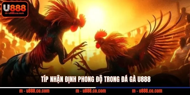 Típ nhận định phong độ trong đá gà U888